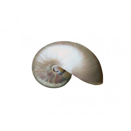 Перламутр ракушка большая